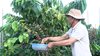 TP.Pleiku đẩy mạnh tái canh cây cà phê gắn với phát triển bền vững